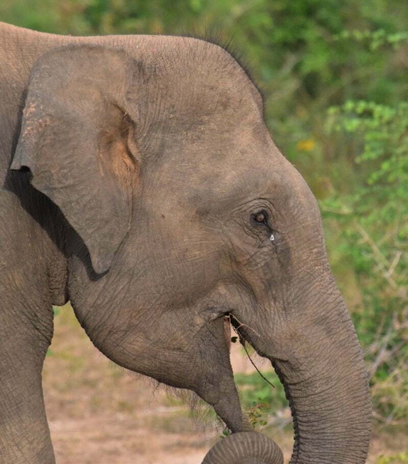 Elephant-udawlawe-1-1 Udawalawe National Park